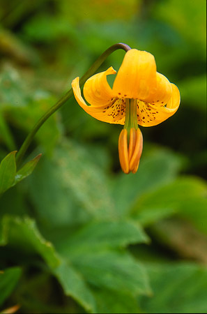 Columbia Lily